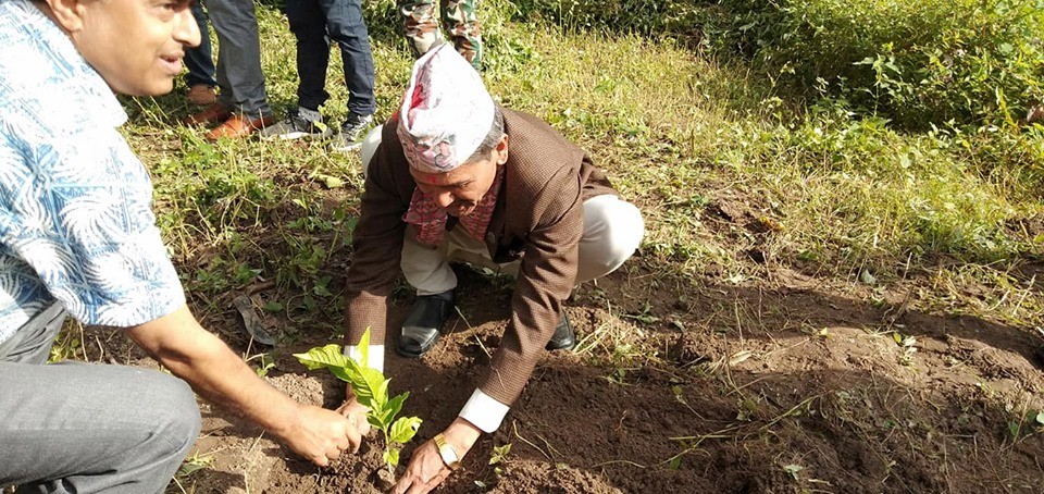 सुदुरपश्चिम प्रदेशको राजधानी गोदावरीमा बृक्षारोपण